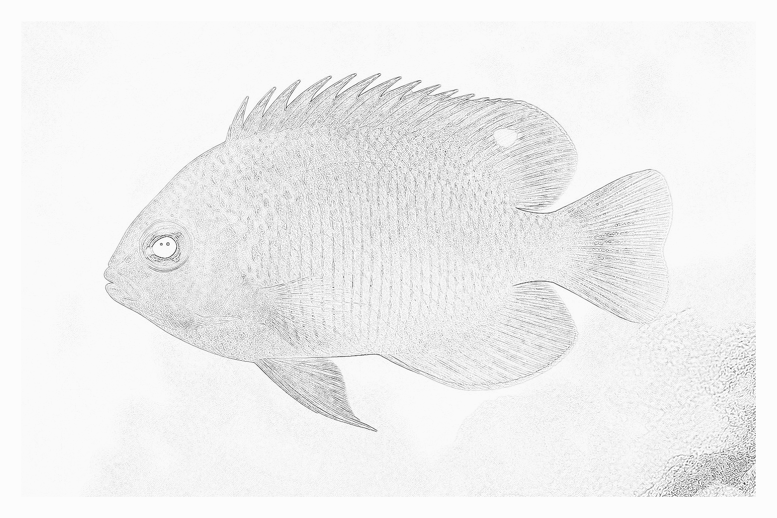 Reference image for Coral Beauty Angelfish