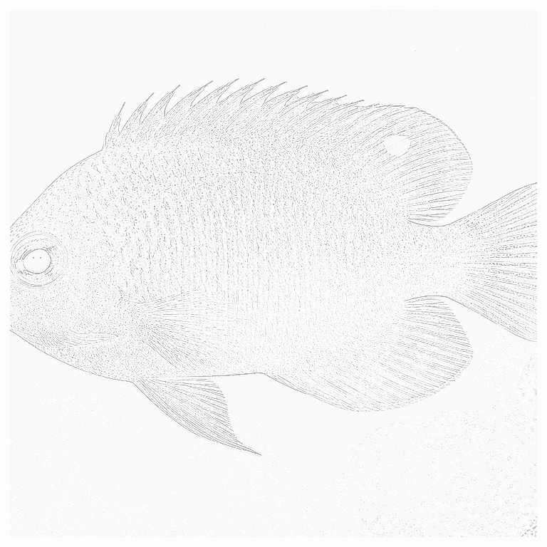 Reference image for Coral Beauty Angelfish