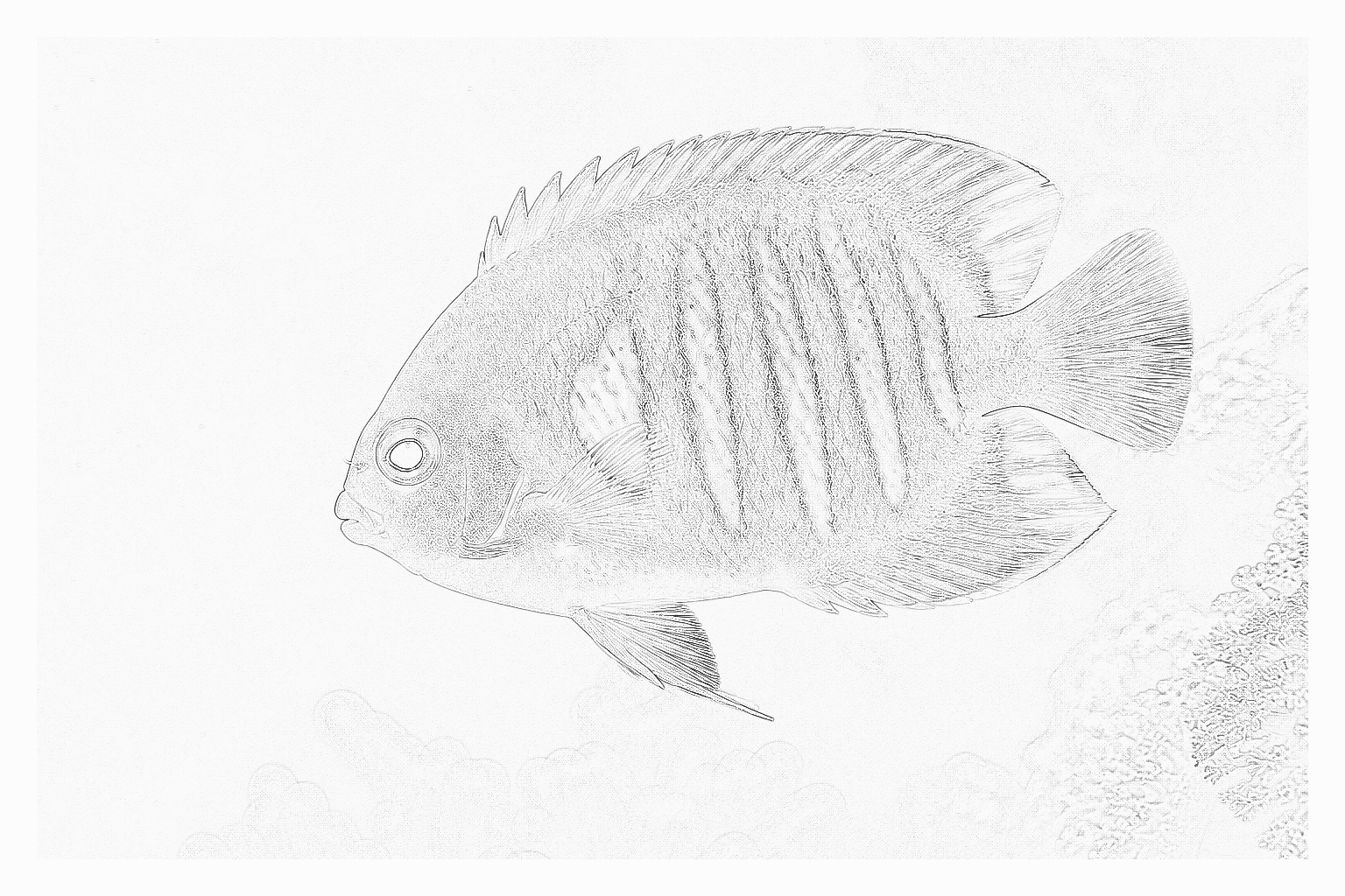 Reference image for Flame Angelfish