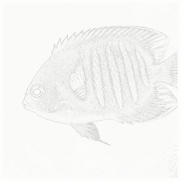 Reference image for Flame Angelfish