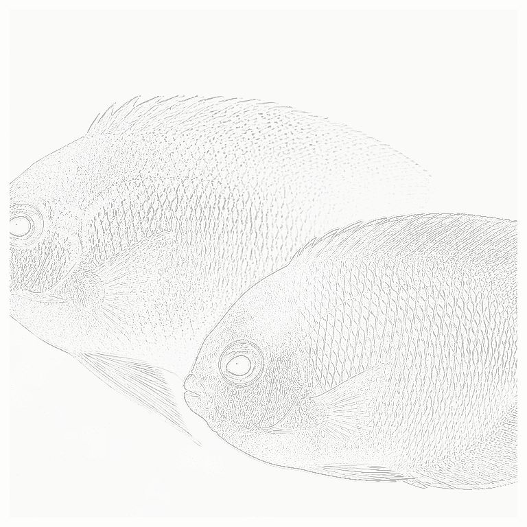 Reference image for Angelfish