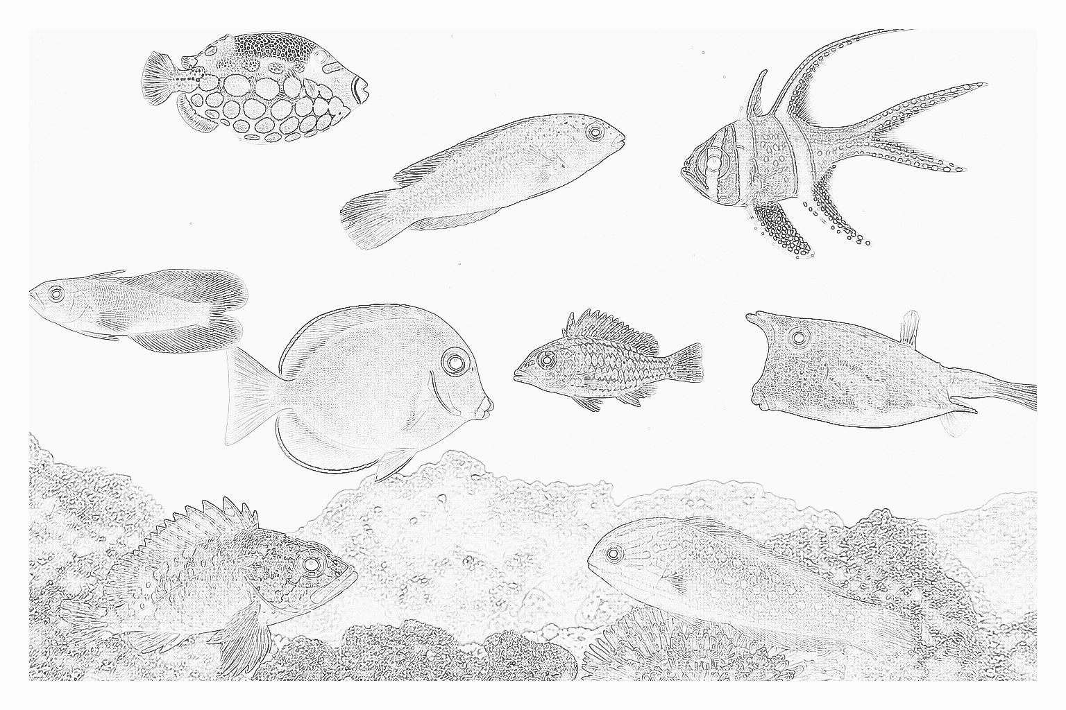 Reference image for Angler