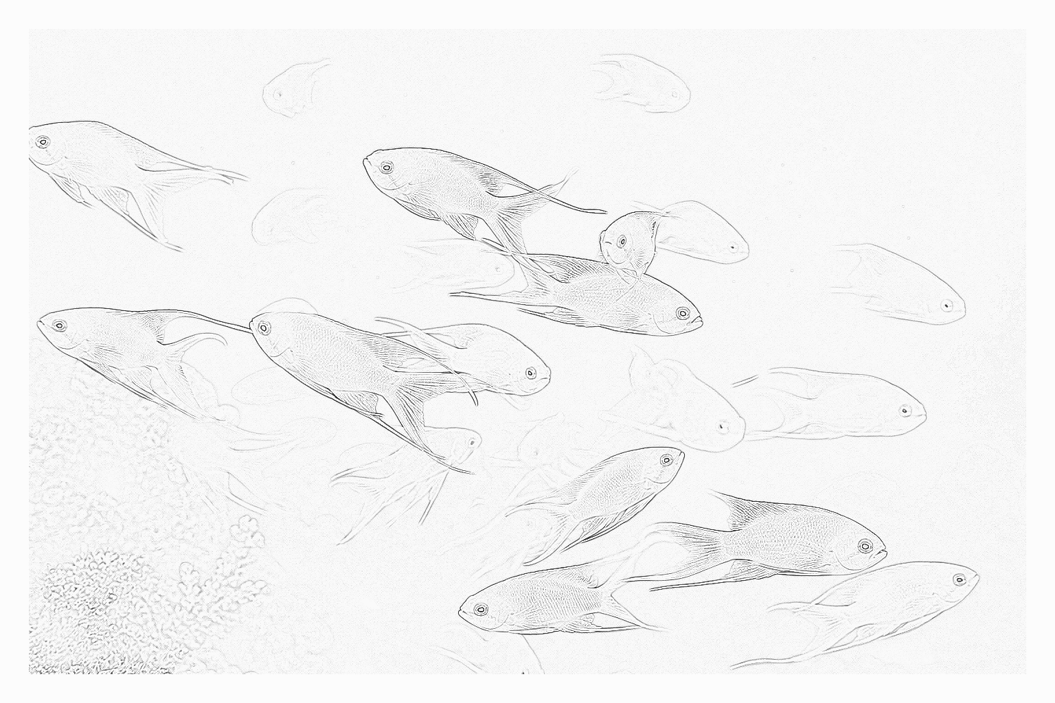 Reference image for Anthias