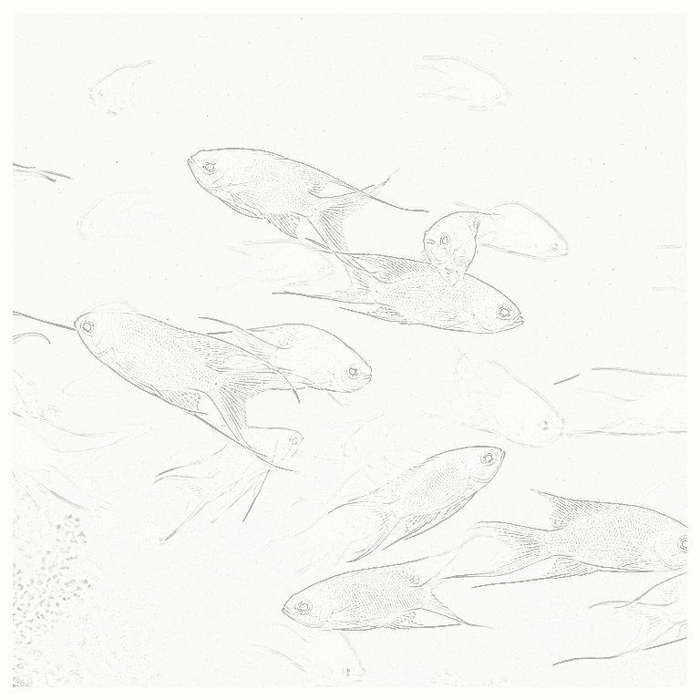 Reference image for Anthias