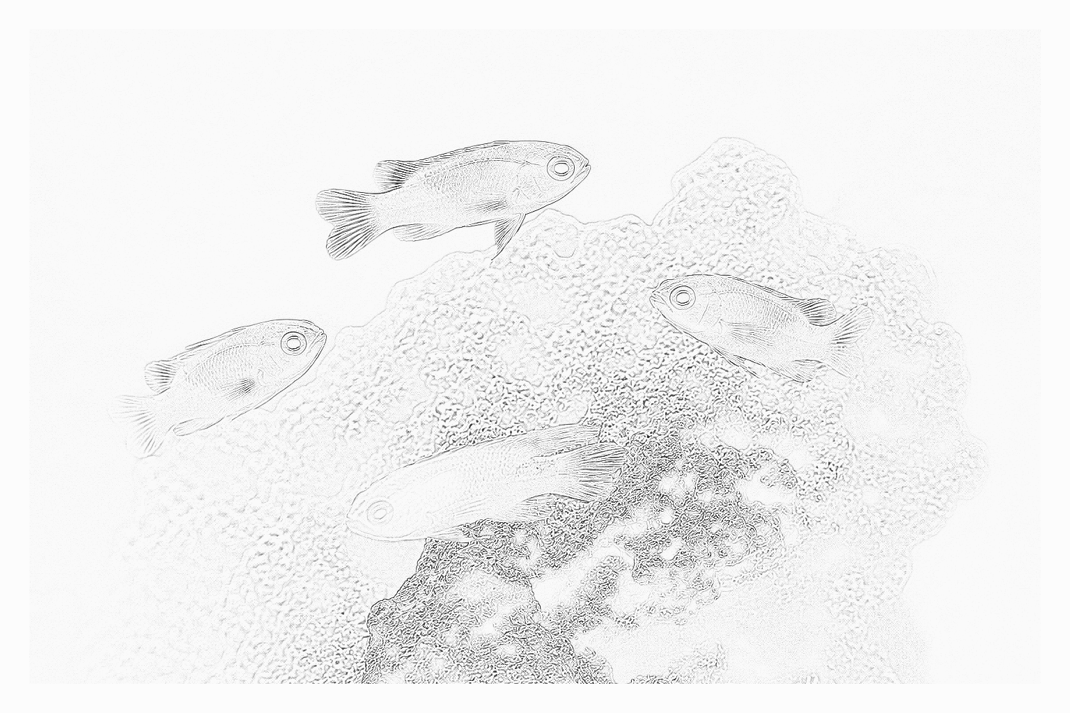 Reference image for Basslets and Grammas