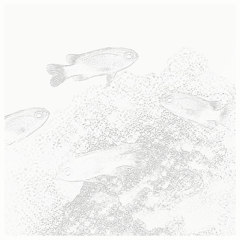 Reference image for Basslets and Grammas