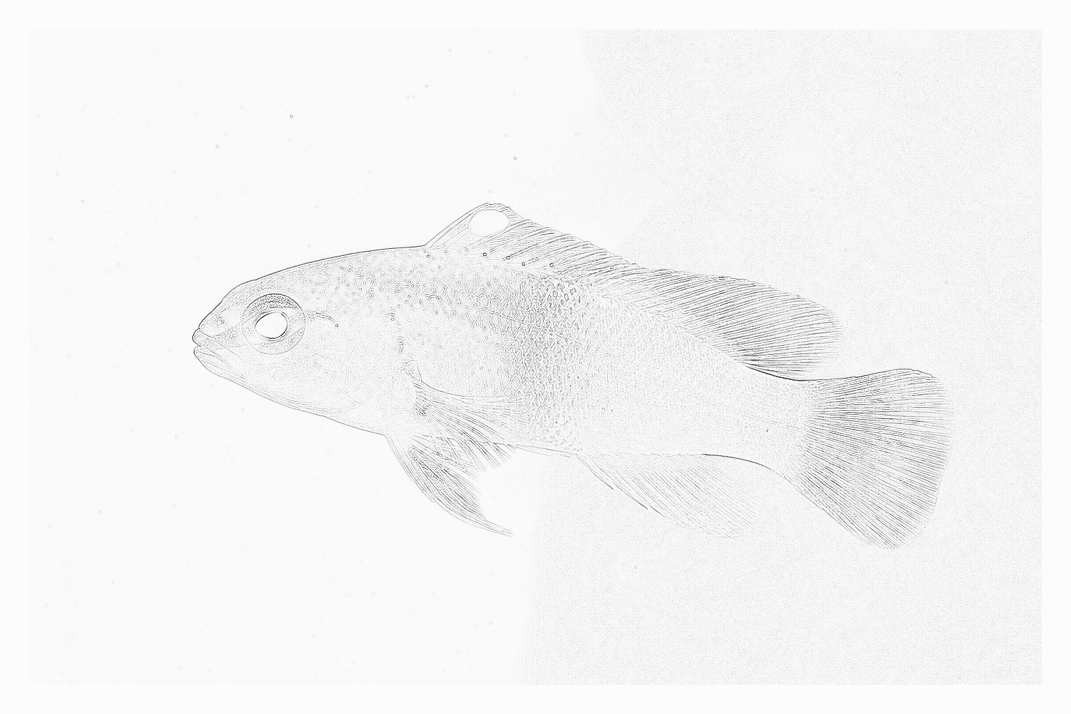 Reference image for Royal Gramma