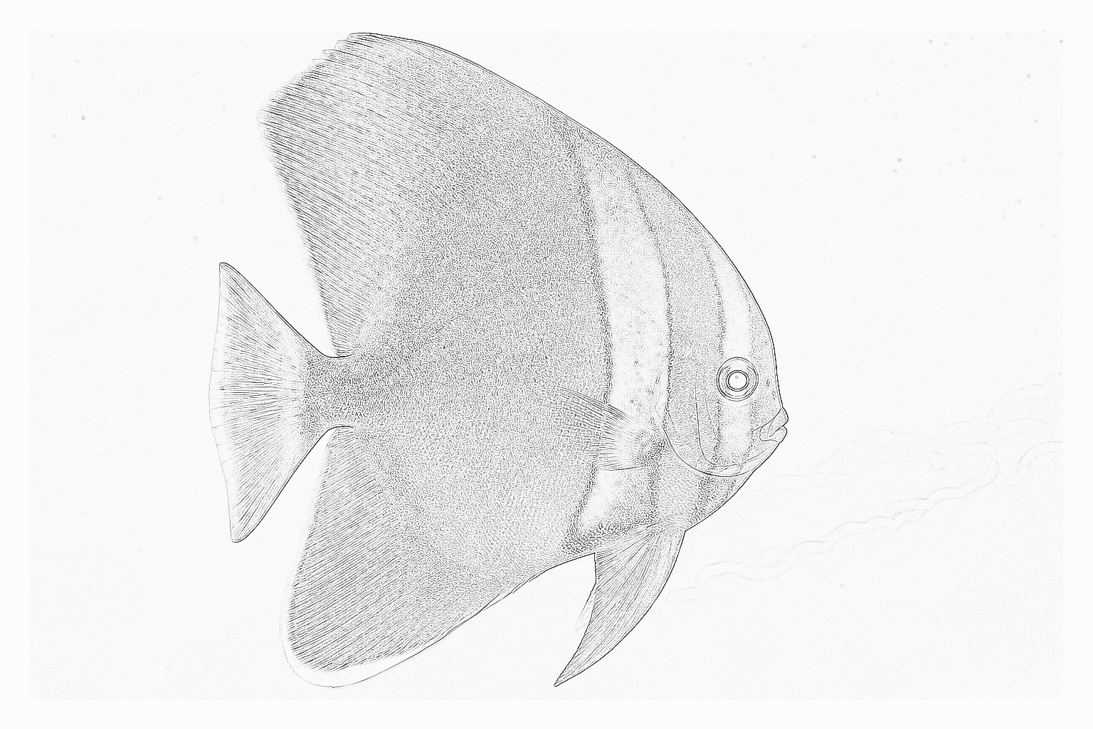 Reference image for Batfish