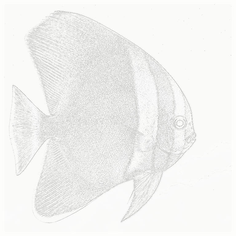 Reference image for Batfish
