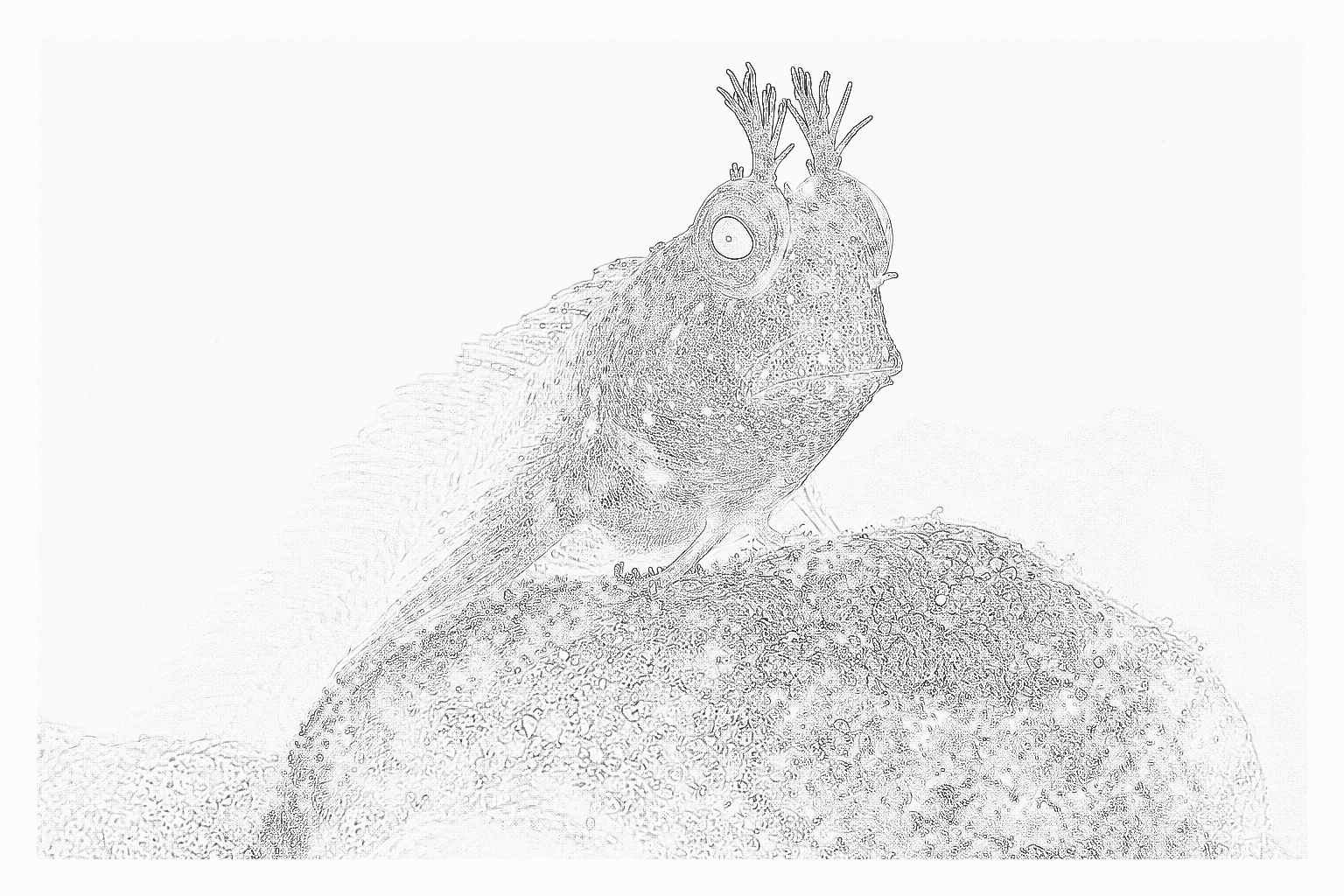 Reference image for Blennies