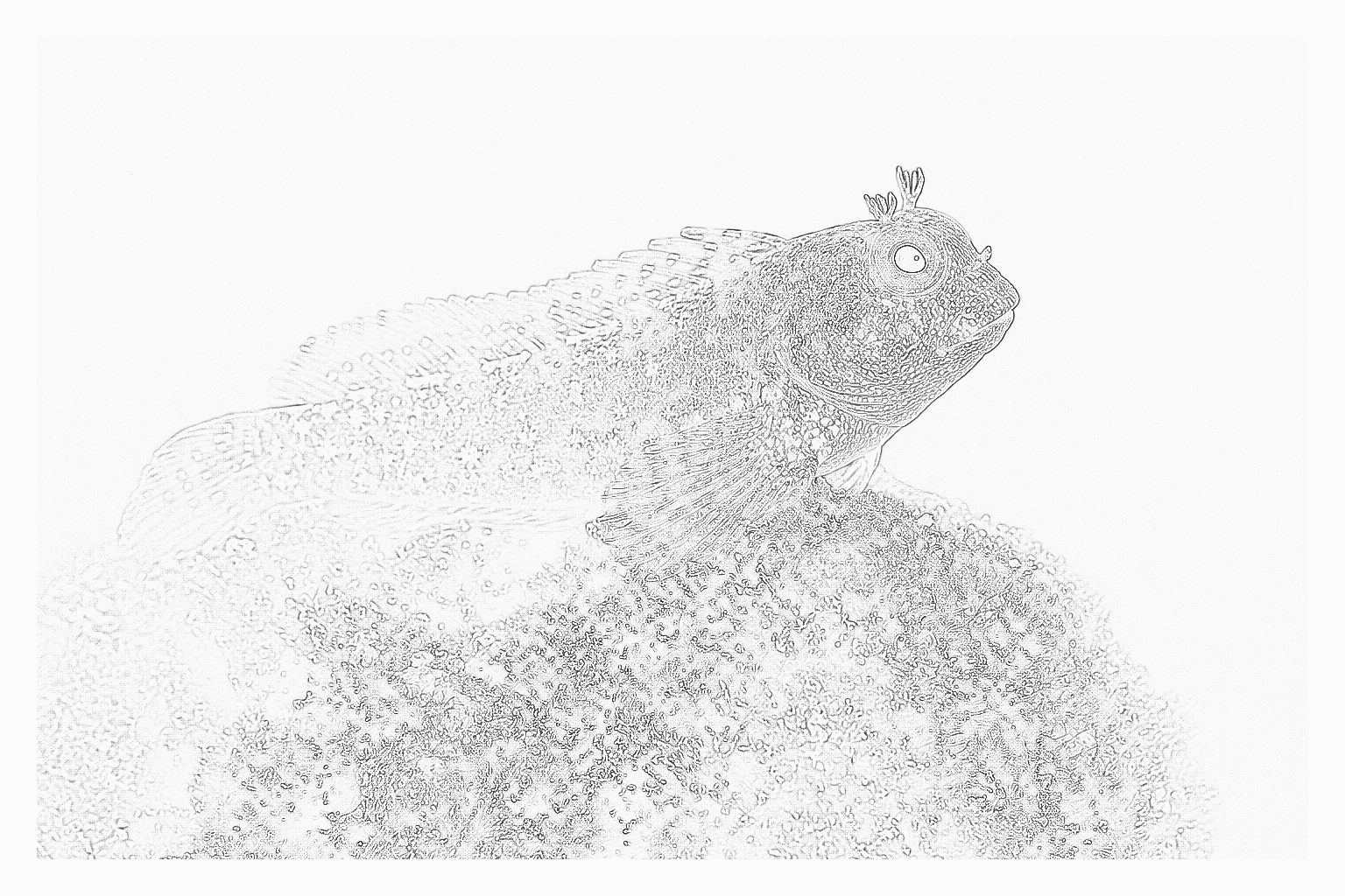 Reference image for Lawnmower Blenny