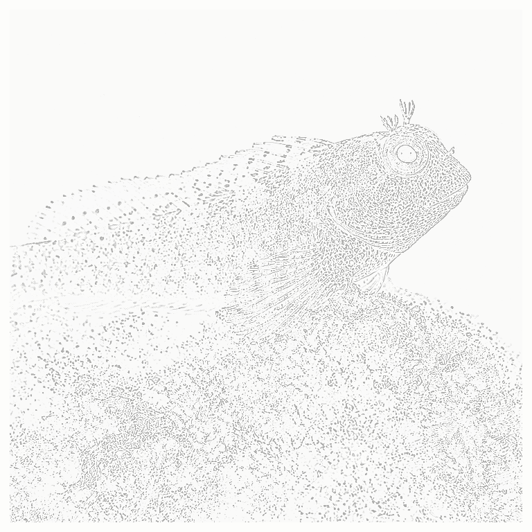 Reference image for Lawnmower Blenny