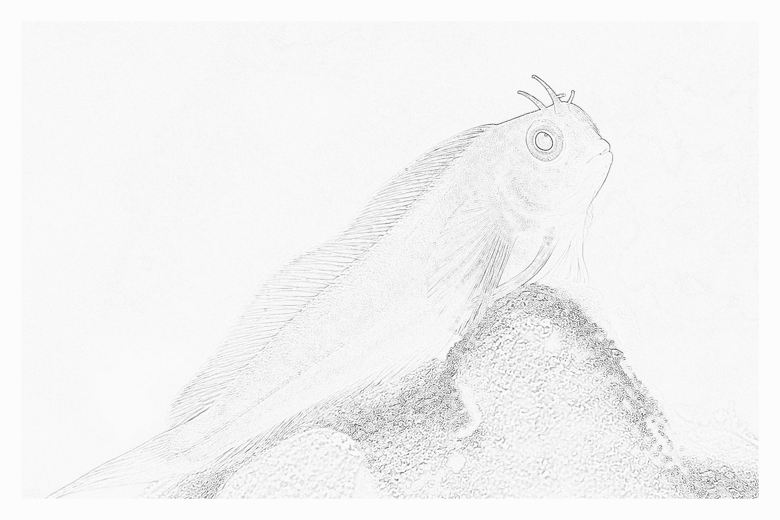 Reference image for Midas Blenny