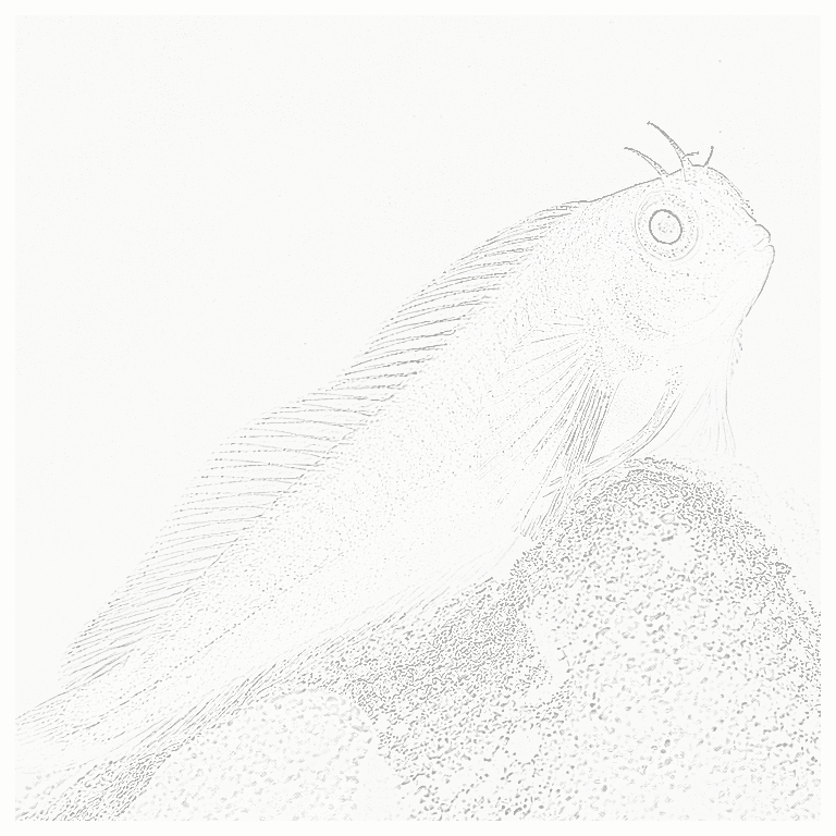 Reference image for Midas Blenny
