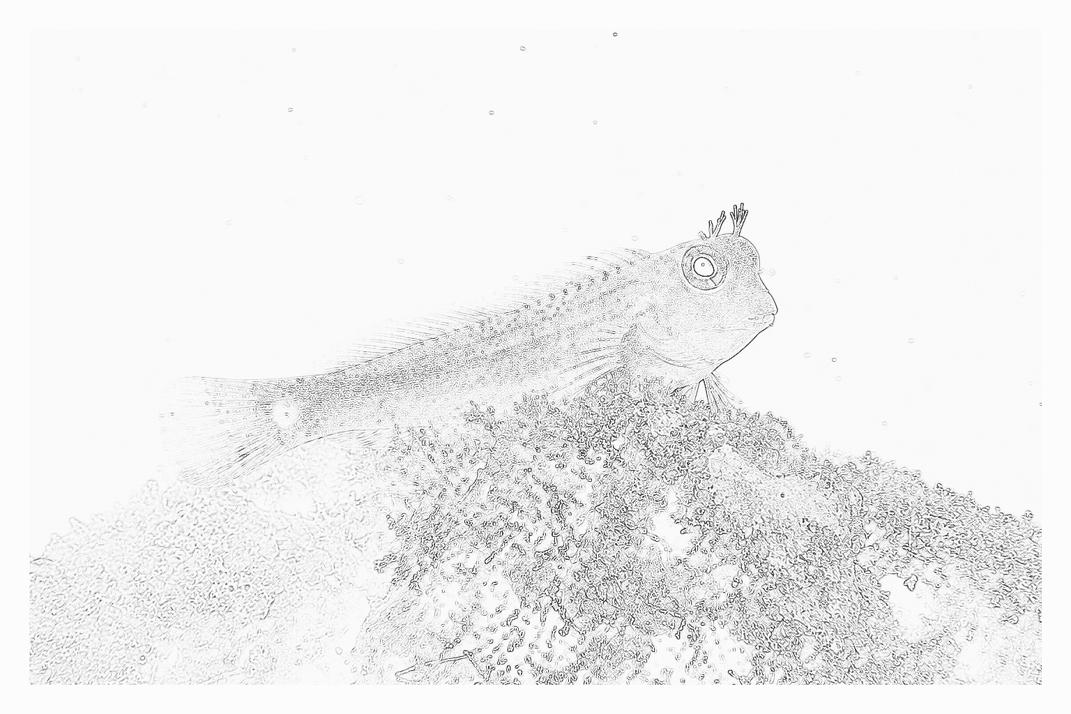Reference image for Tailspot Blenny