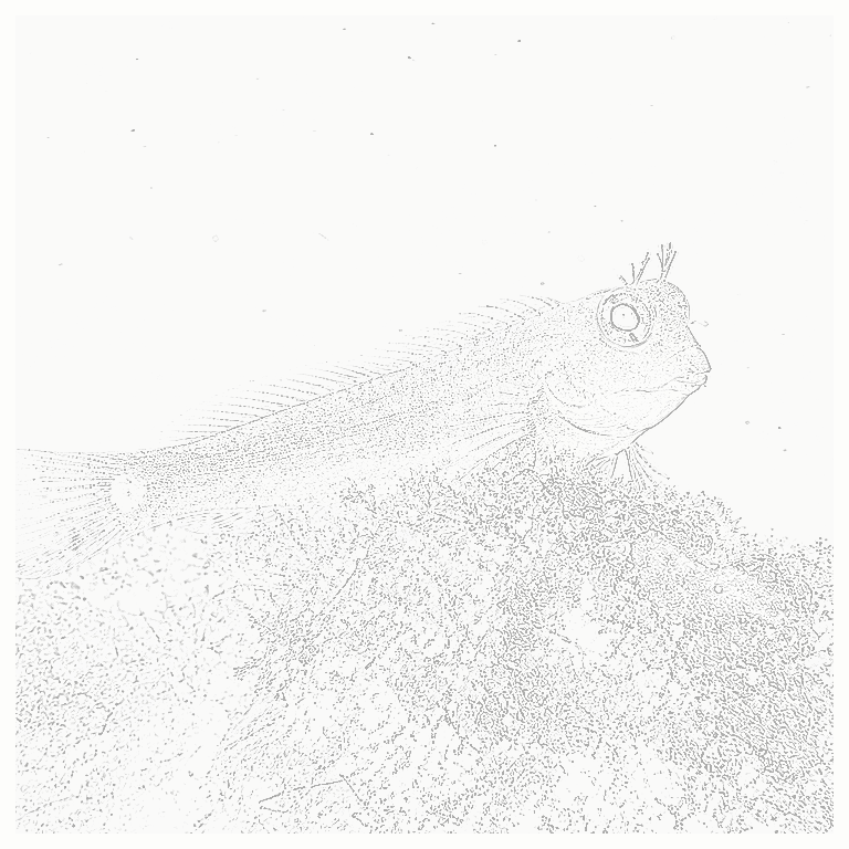 Reference image for Tailspot Blenny