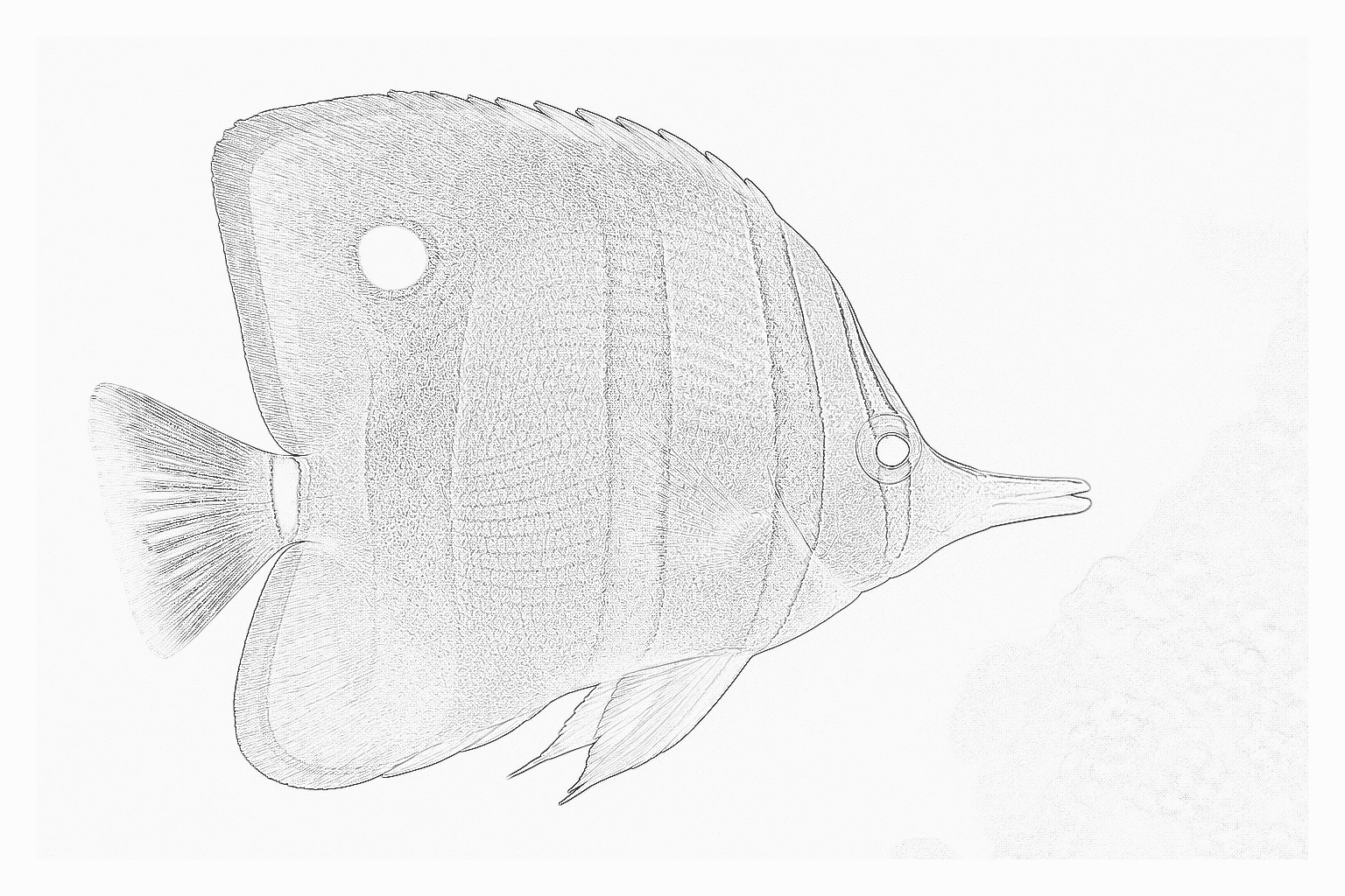 Reference image for Butterflies