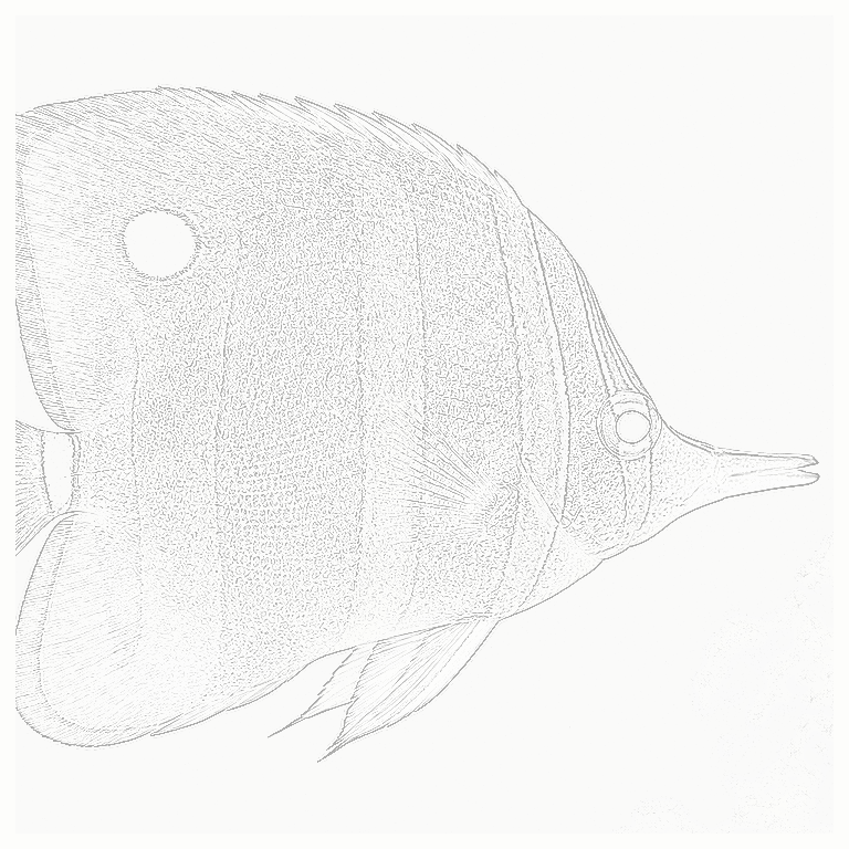 Reference image for Butterflies