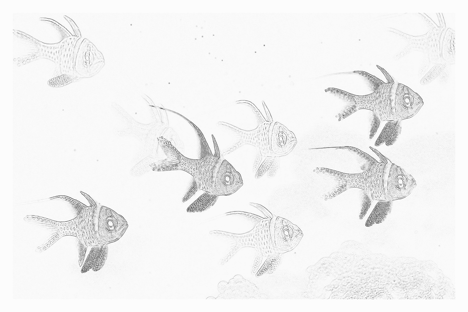 Reference image for Cardinalfish