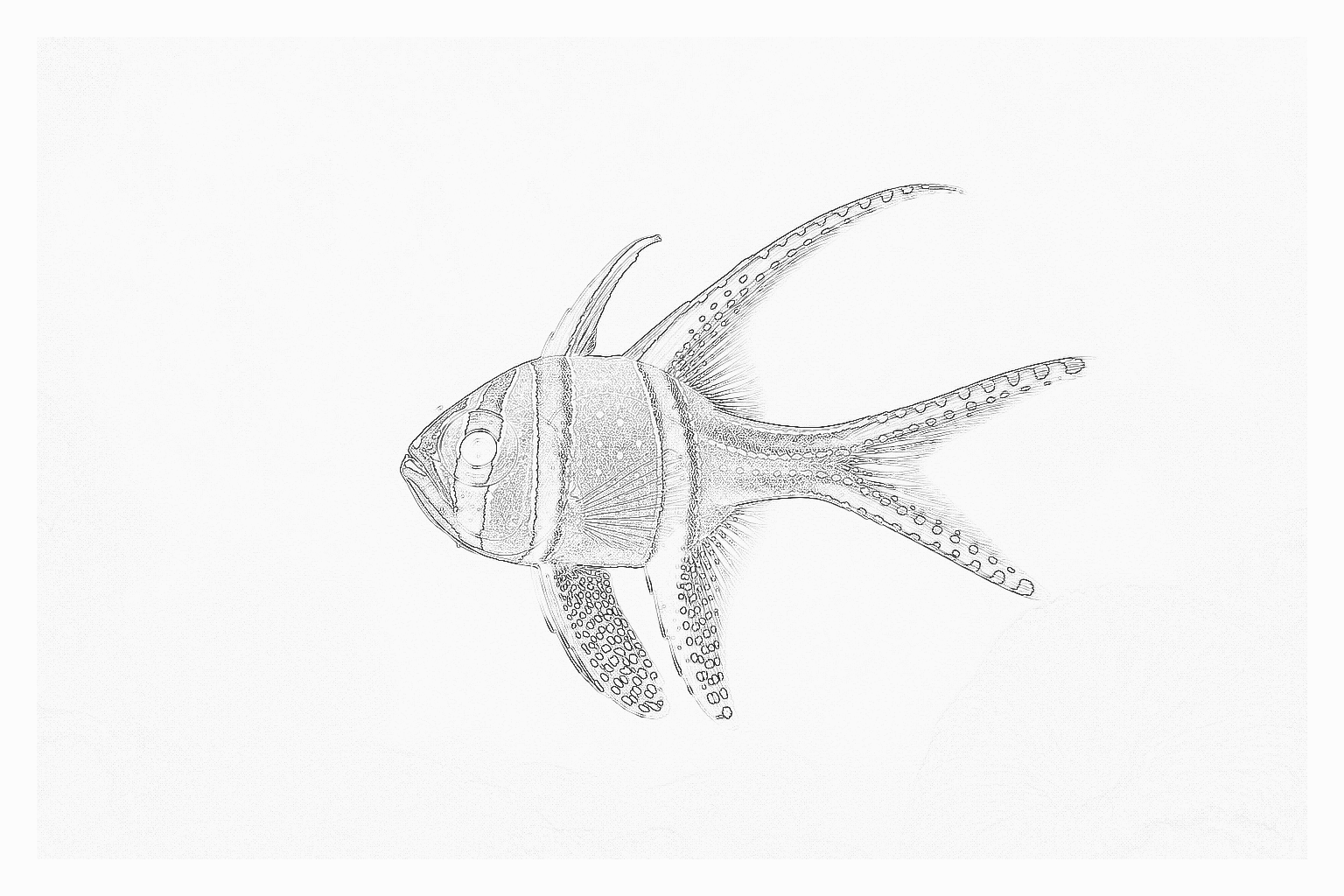 Reference image for Banggai Cardinalfish