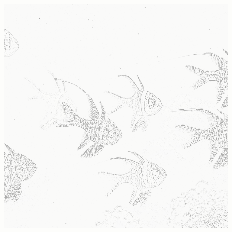 Reference image for Cardinalfish