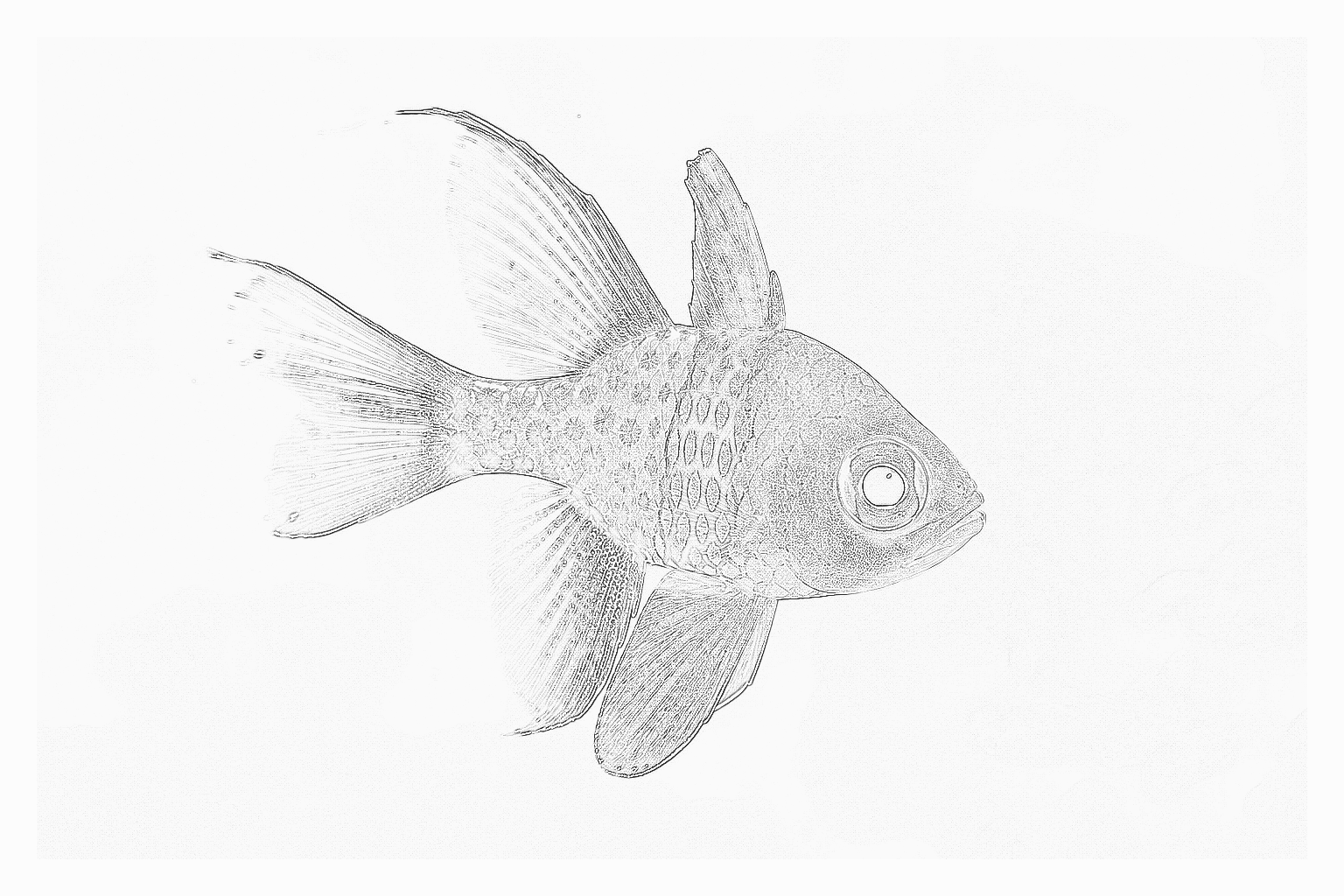 Reference image for Pajama Cardinalfish