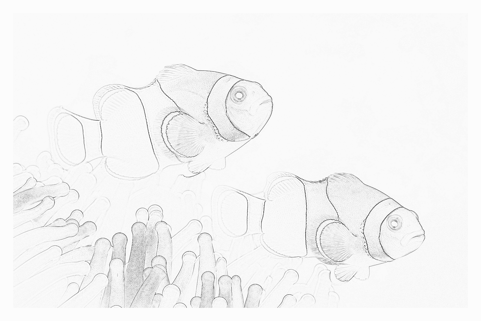 Reference image for Clownfish