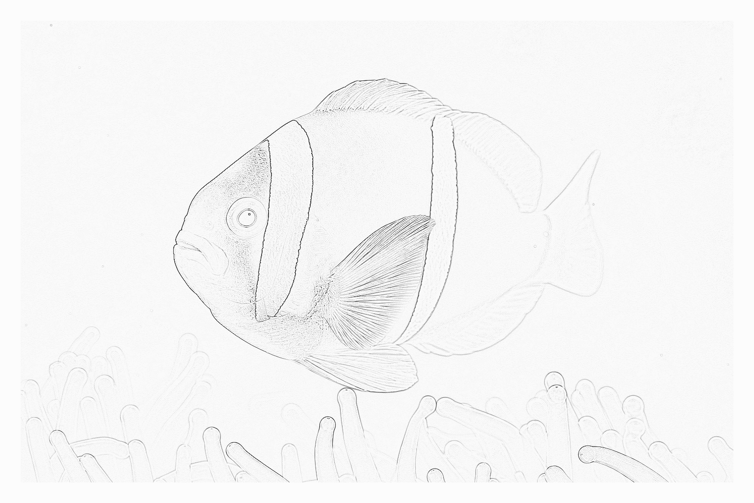 Reference image for Clarkii Clownfish