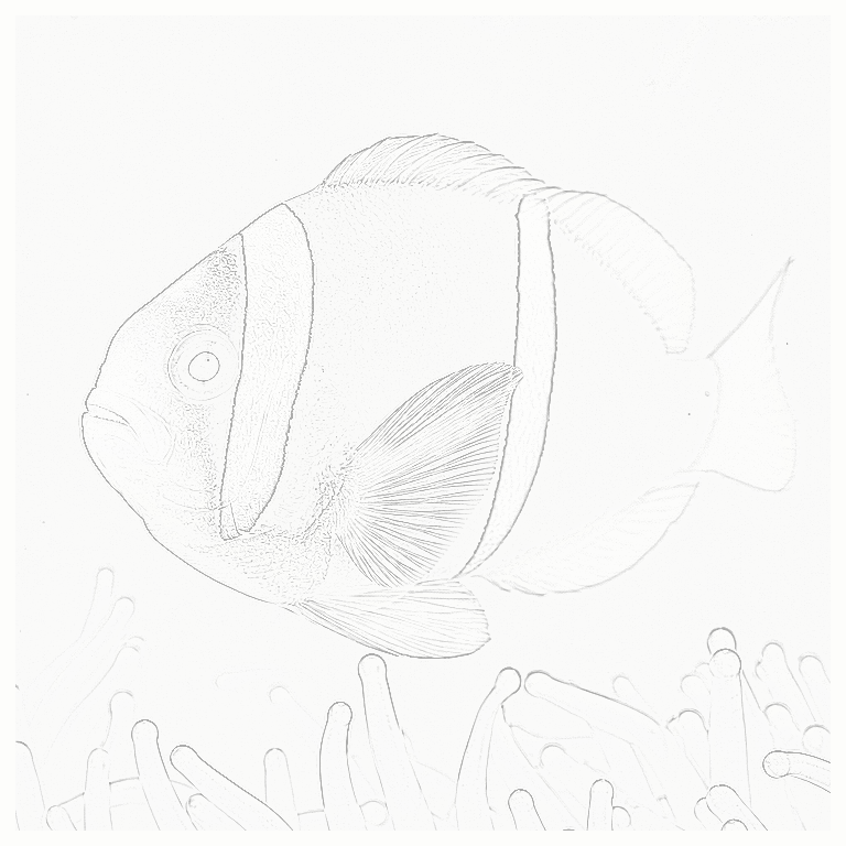 Reference image for Clarkii Clownfish