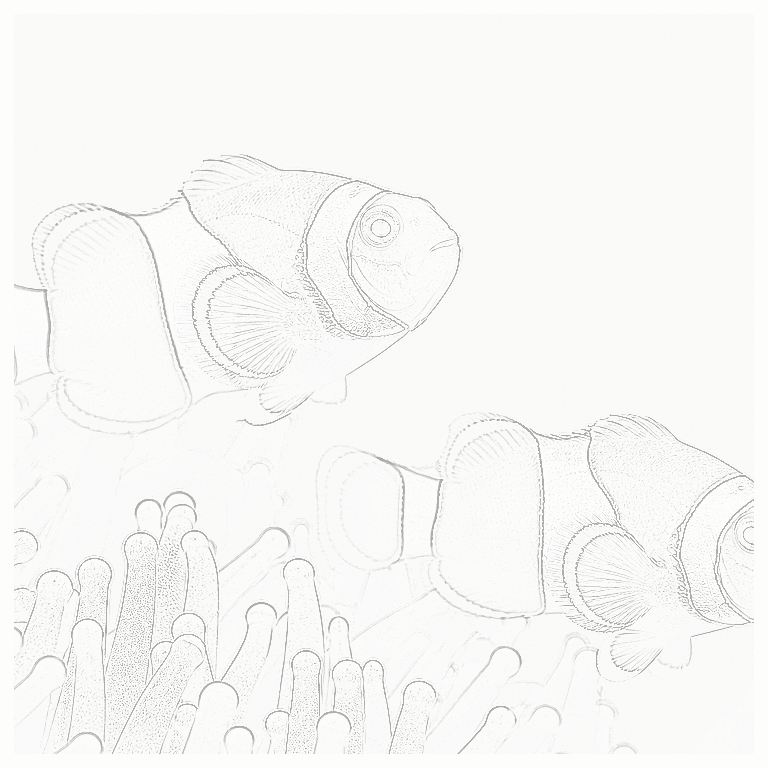 Reference image for Clownfish