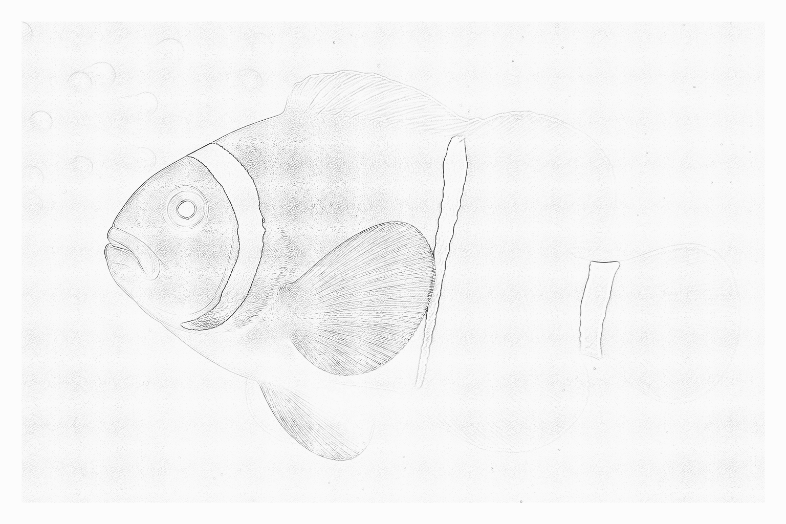 Reference image for Maroon Clownfish
