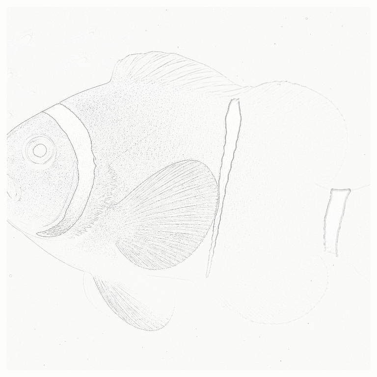 Reference image for Maroon Clownfish