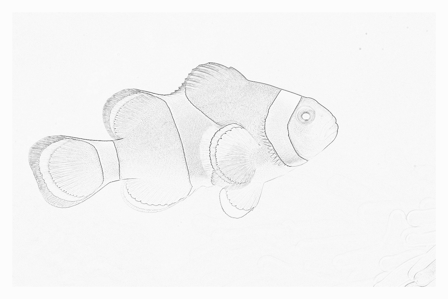 Reference image for Ocellaris Clownfish