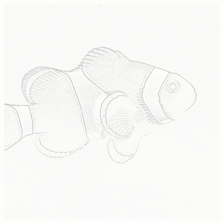 Reference image for Ocellaris Clownfish