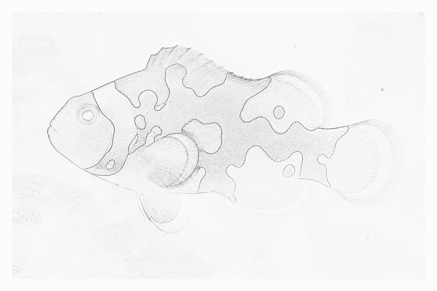 Reference image for Picasso Ocellaris