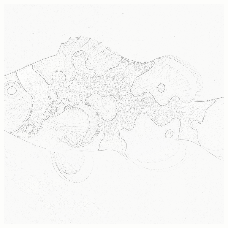 Reference image for Picasso Ocellaris