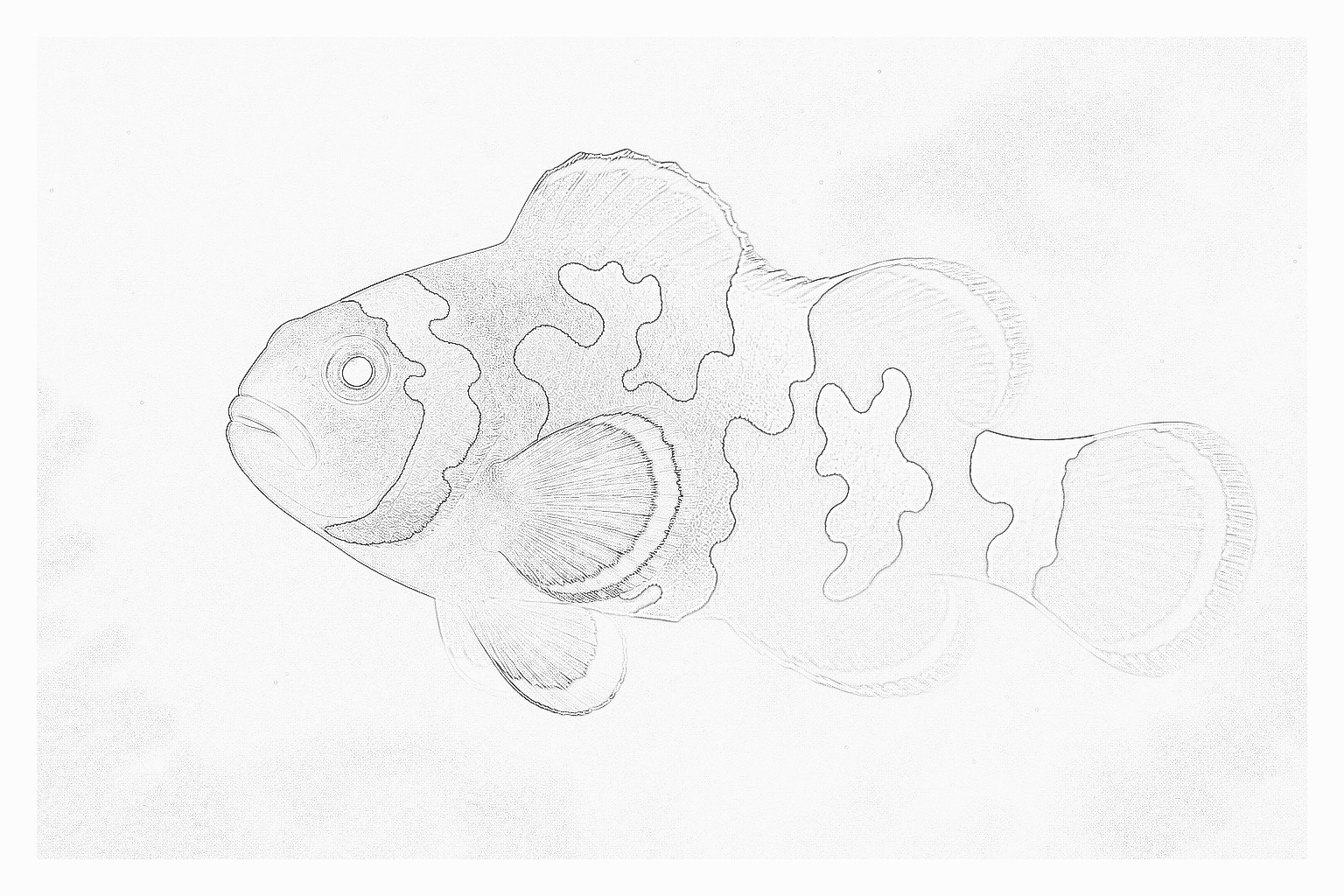 Reference image for Snowflake Ocellaris
