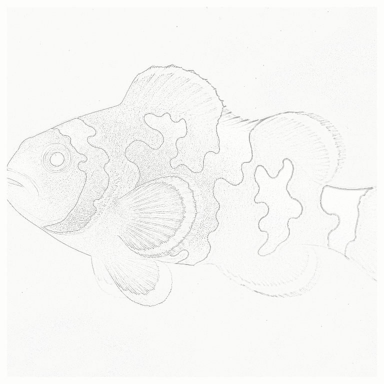 Reference image for Snowflake Ocellaris