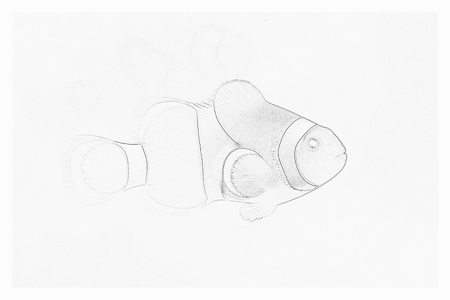 Reference image for Percula Clownfish