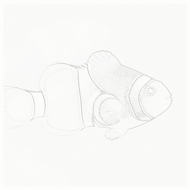 Reference image for Percula Clownfish