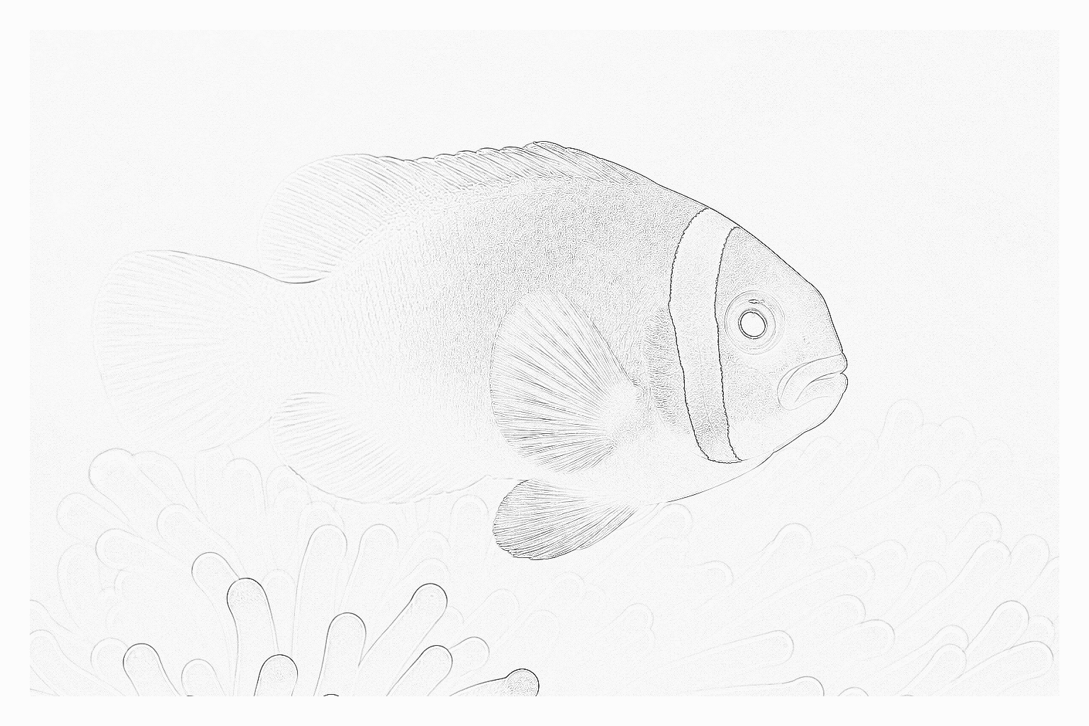 Reference image for Tomato Clownfish