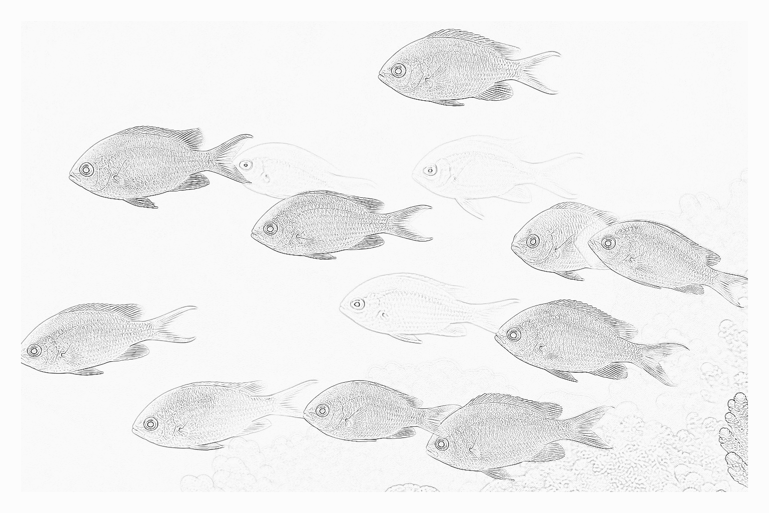 Reference image for Green Chromis