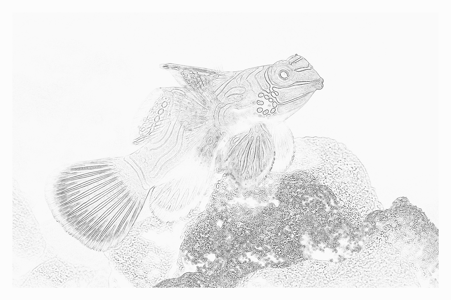 Reference image for Dragonets