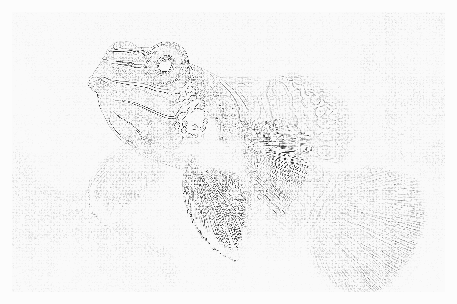 Reference image for Mandarin Dragonet