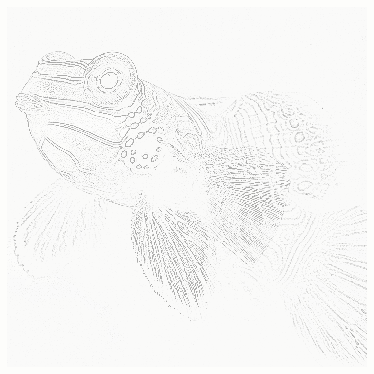 Reference image for Mandarin Dragonet