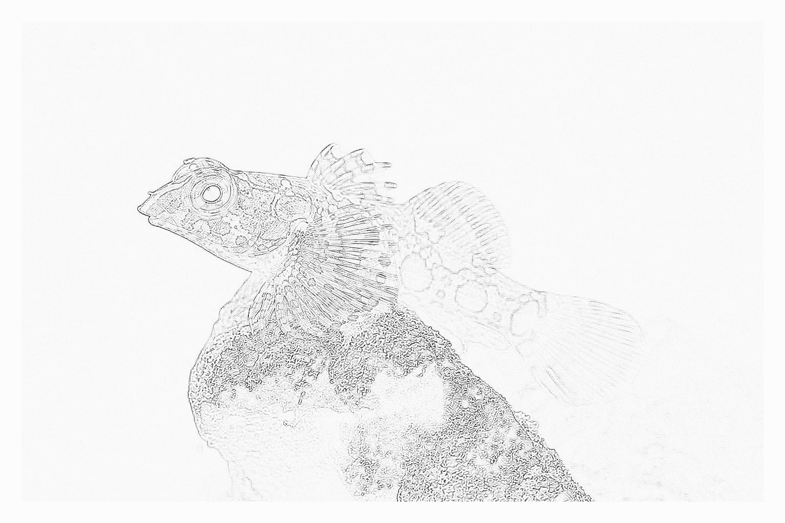 Reference image for Red Scooter Dragonet