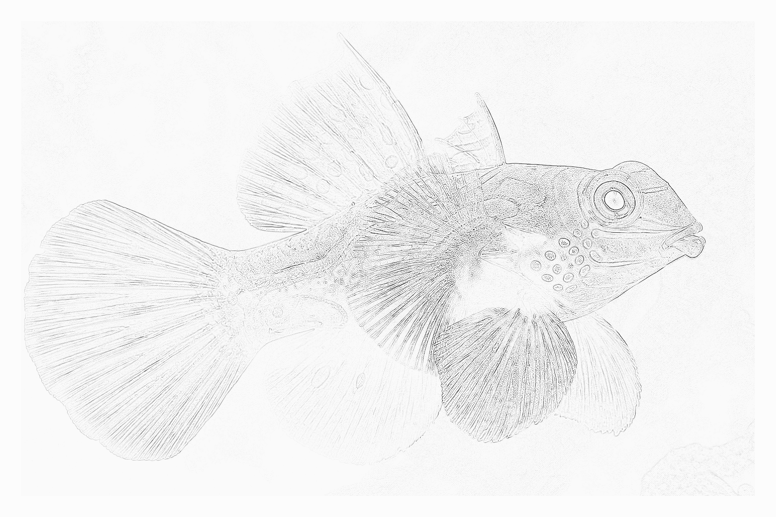 Reference image for Ruby Red Dragonet