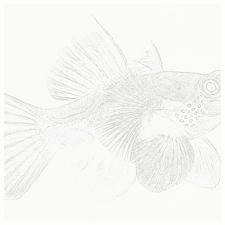 Reference image for Ruby Red Dragonet