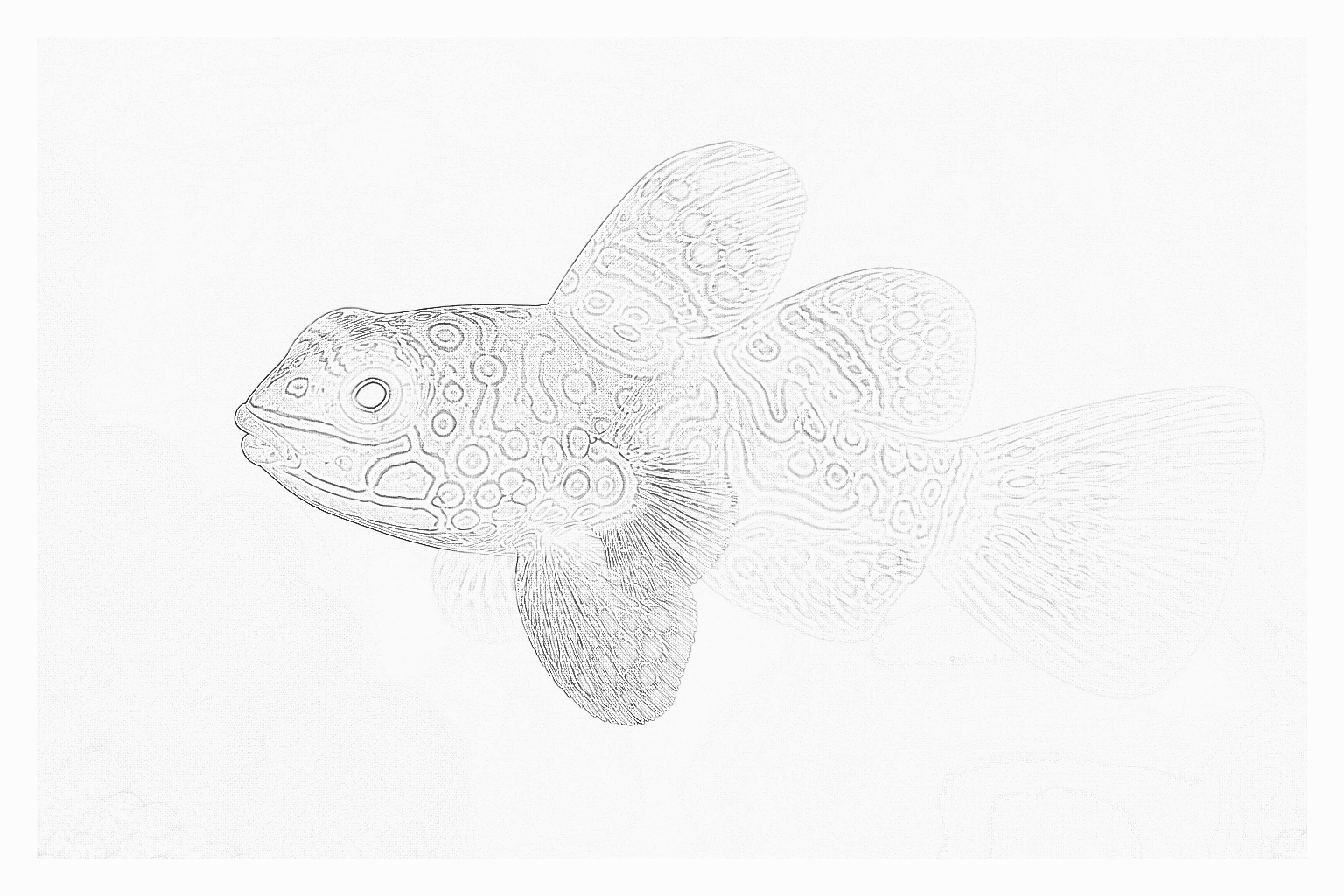 Reference image for Spotted Mandarin Dragonet