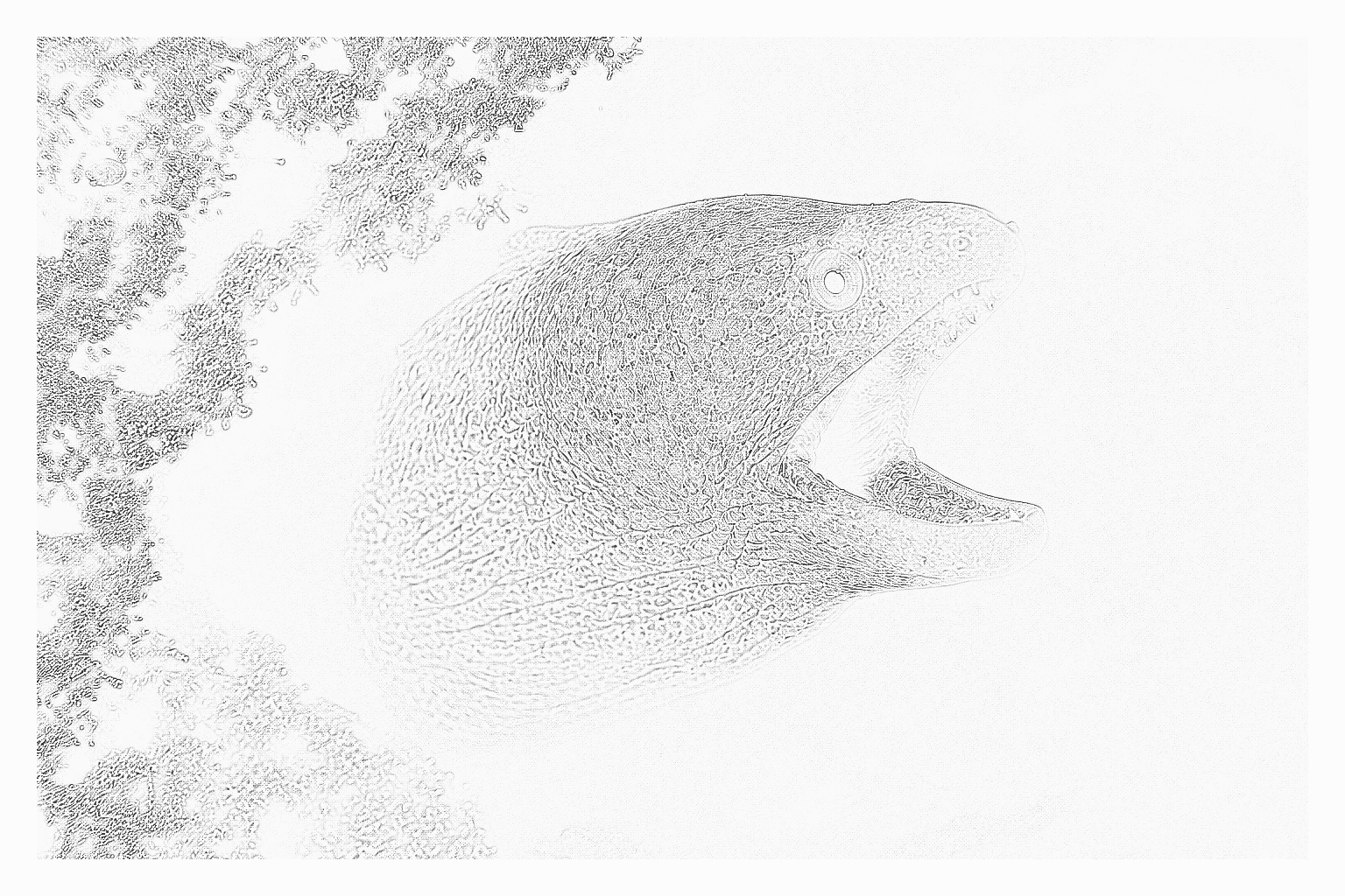 Reference image for Eels